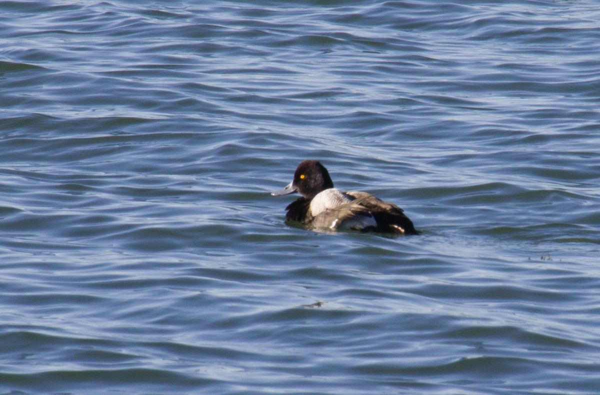 Lesser Scaup - Carol Delynko