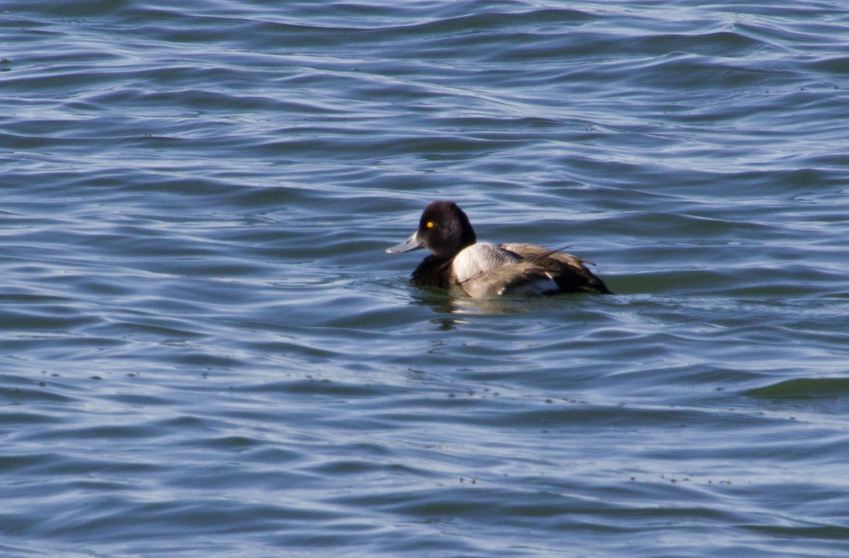 Lesser Scaup - Carol Delynko