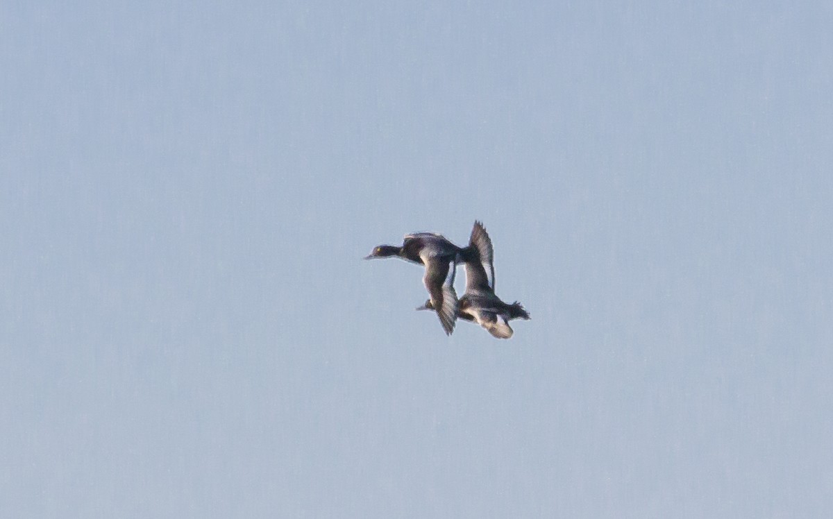 Lesser Scaup - ML287248921