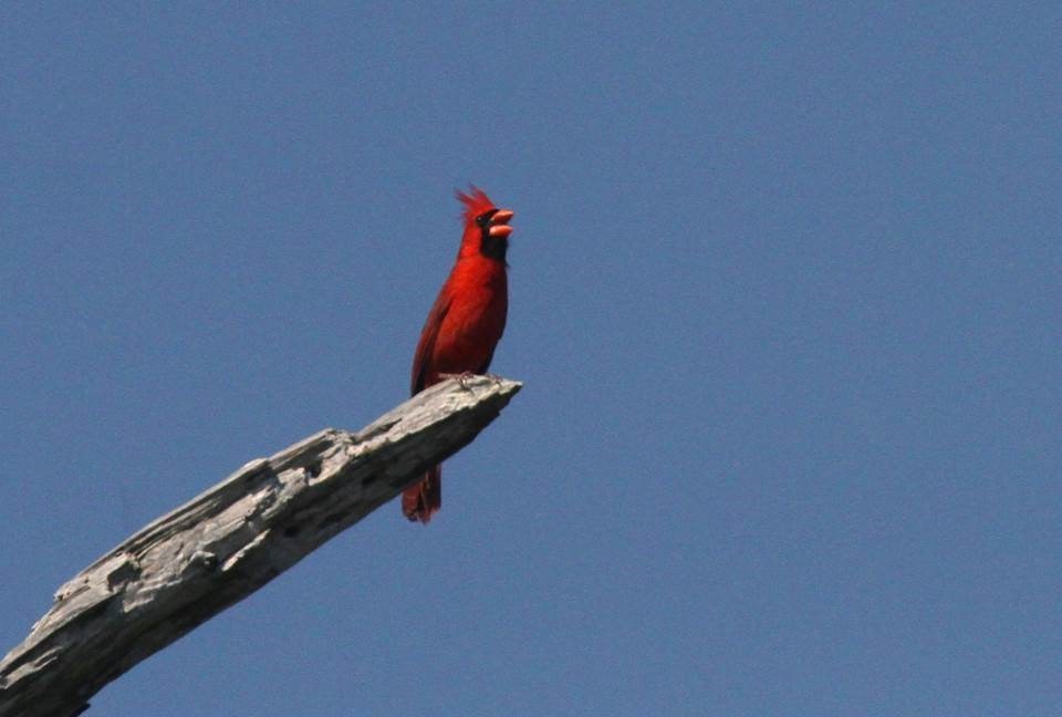 Northern Cardinal - Paul Marvin