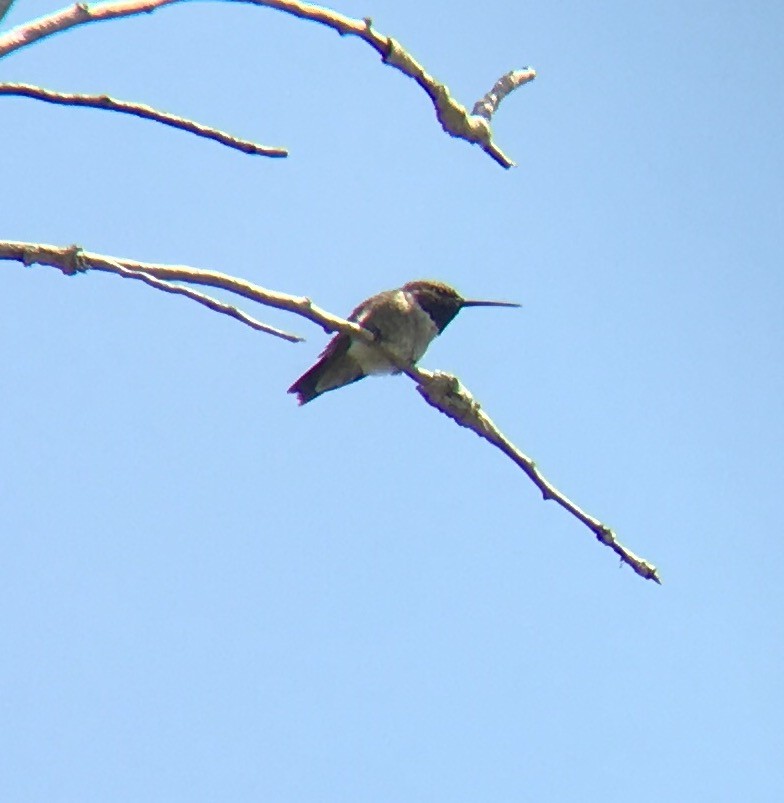 Black-chinned Hummingbird - ML28724991
