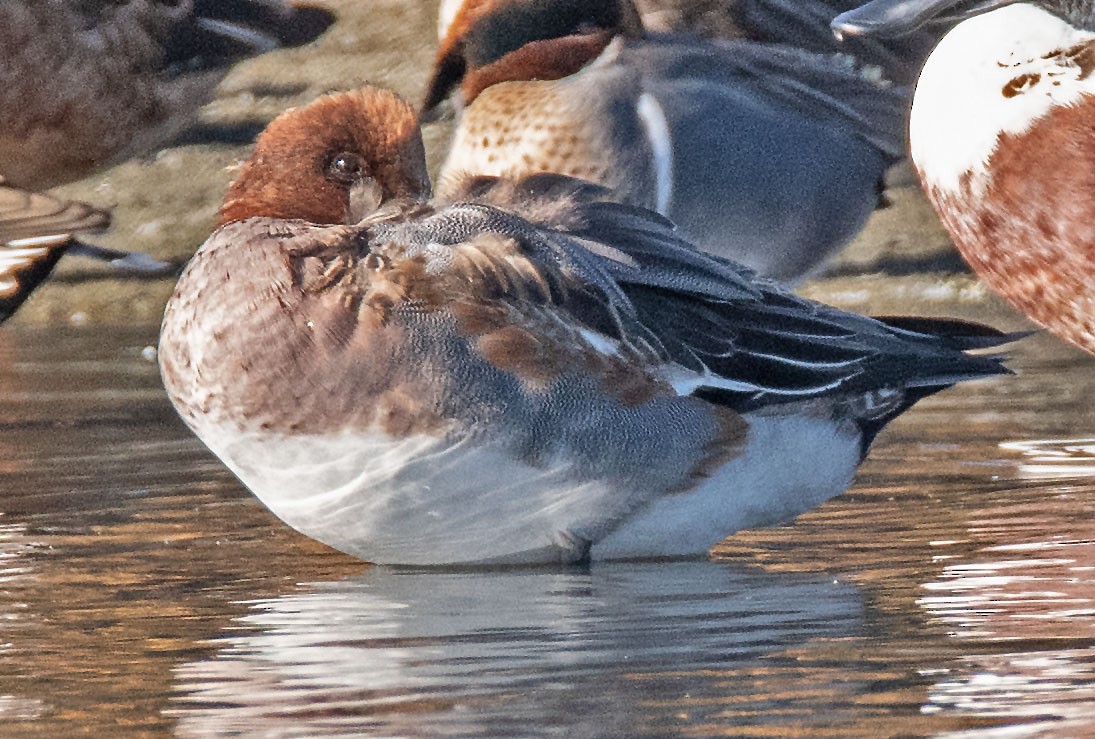 Eurasian Wigeon - ML287251541