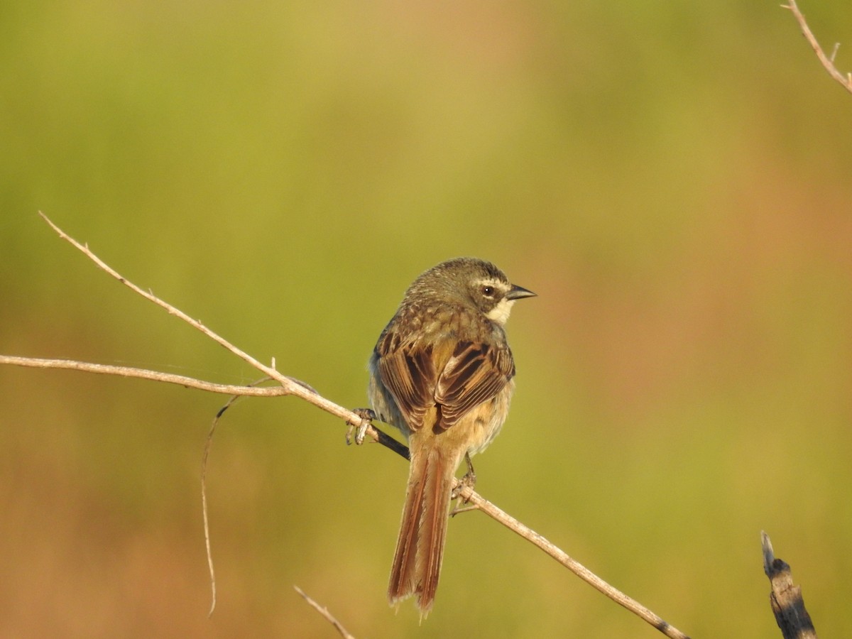Long-tailed Reed Finch - ML287255231