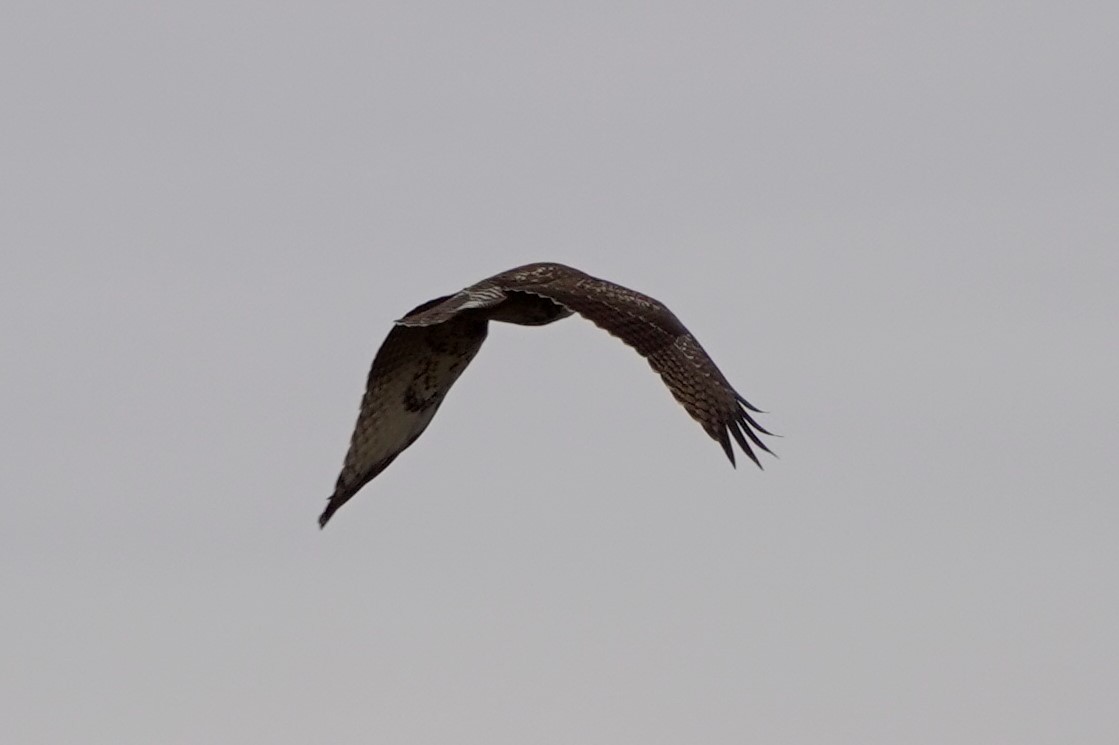 Red-tailed Hawk - Frank Severson