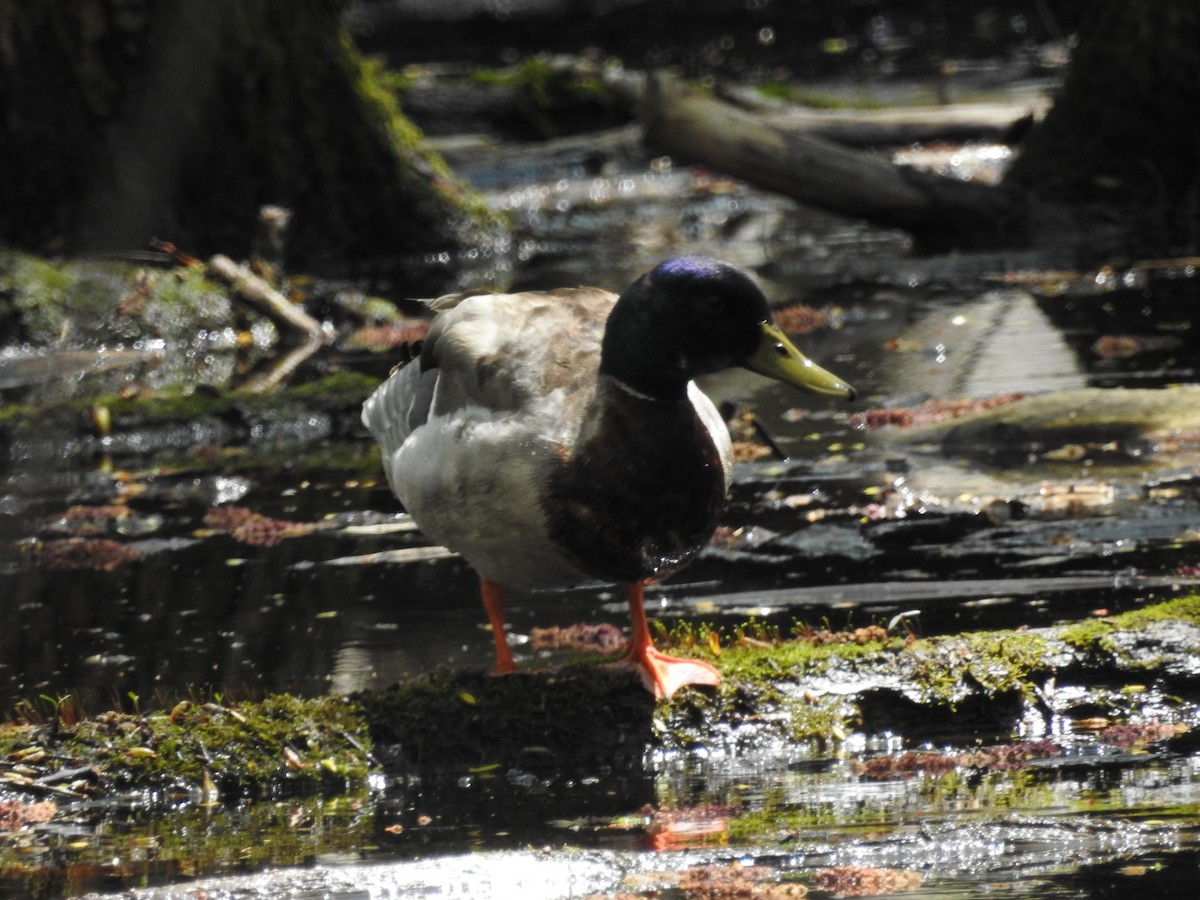 Mallard - Jean W. Côté