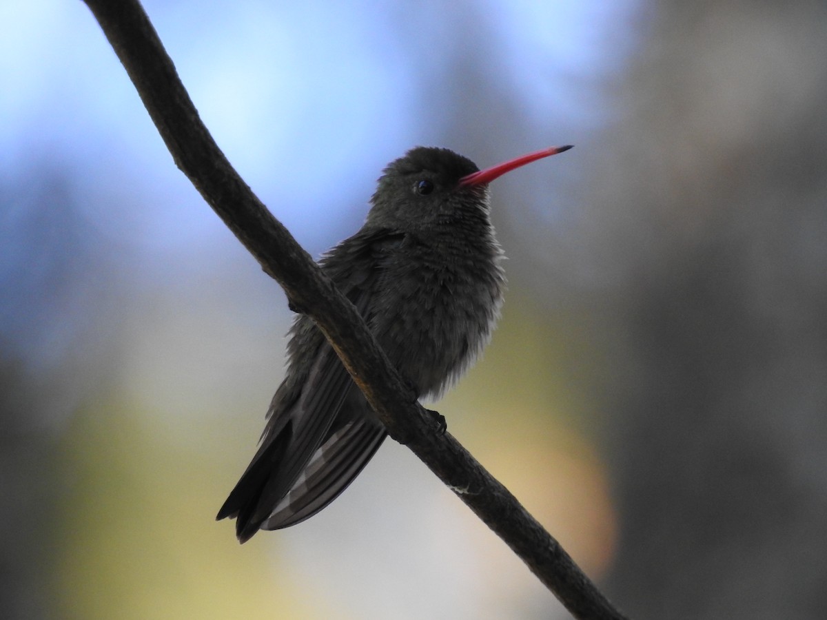 Gilded Hummingbird - ML287256281