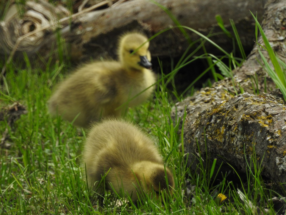 Canada Goose - ML28725641