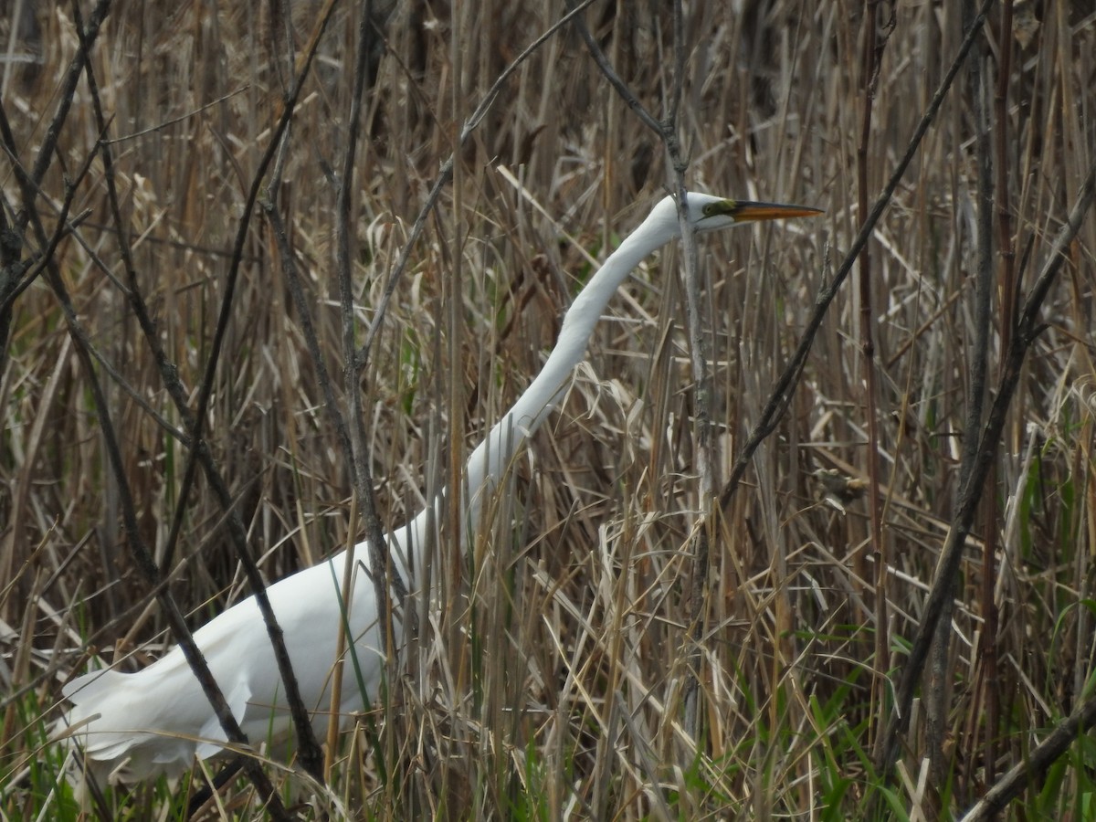 Great Egret - ML28725701