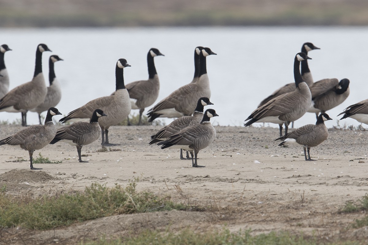 Cackling Goose (Aleutian) - ML287257571