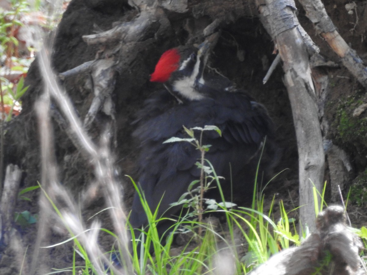 Pileated Woodpecker - ML28725911