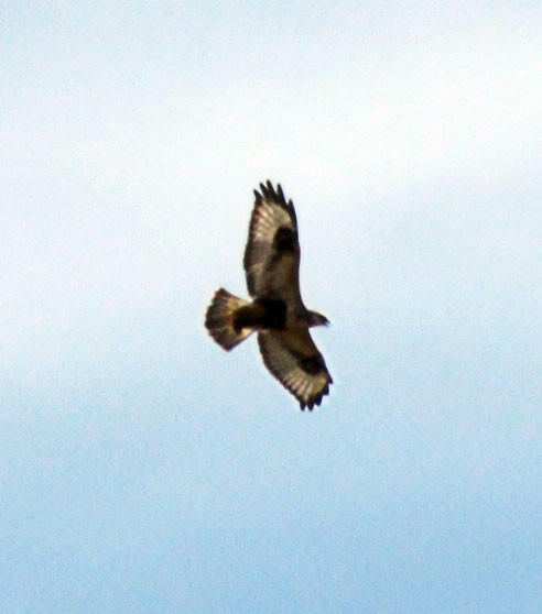 Rough-legged Hawk - ML287259661