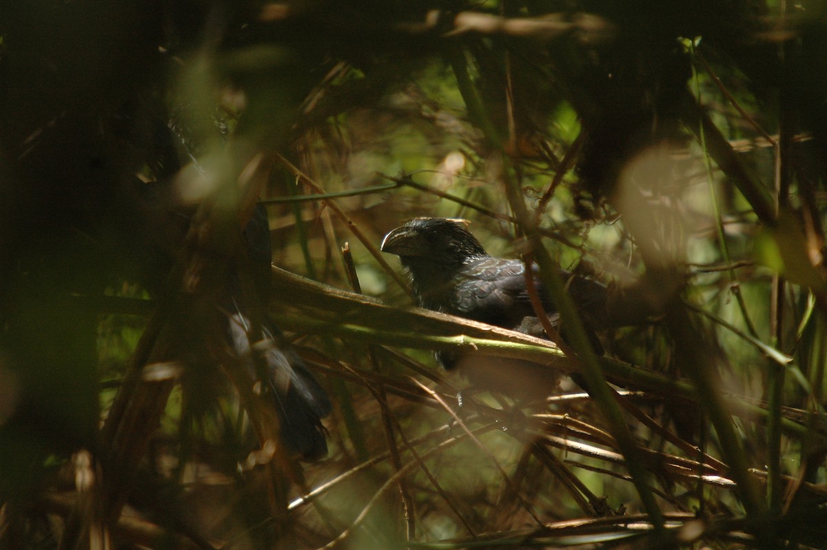 Groove-billed Ani - ML287260581