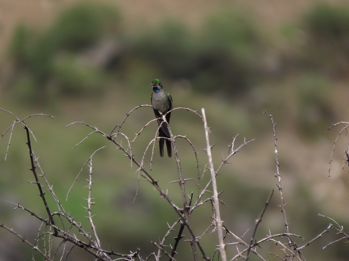 Colibri comète - ML287261531