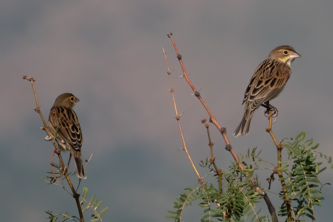 Dickcissel d'Amérique - ML287263251