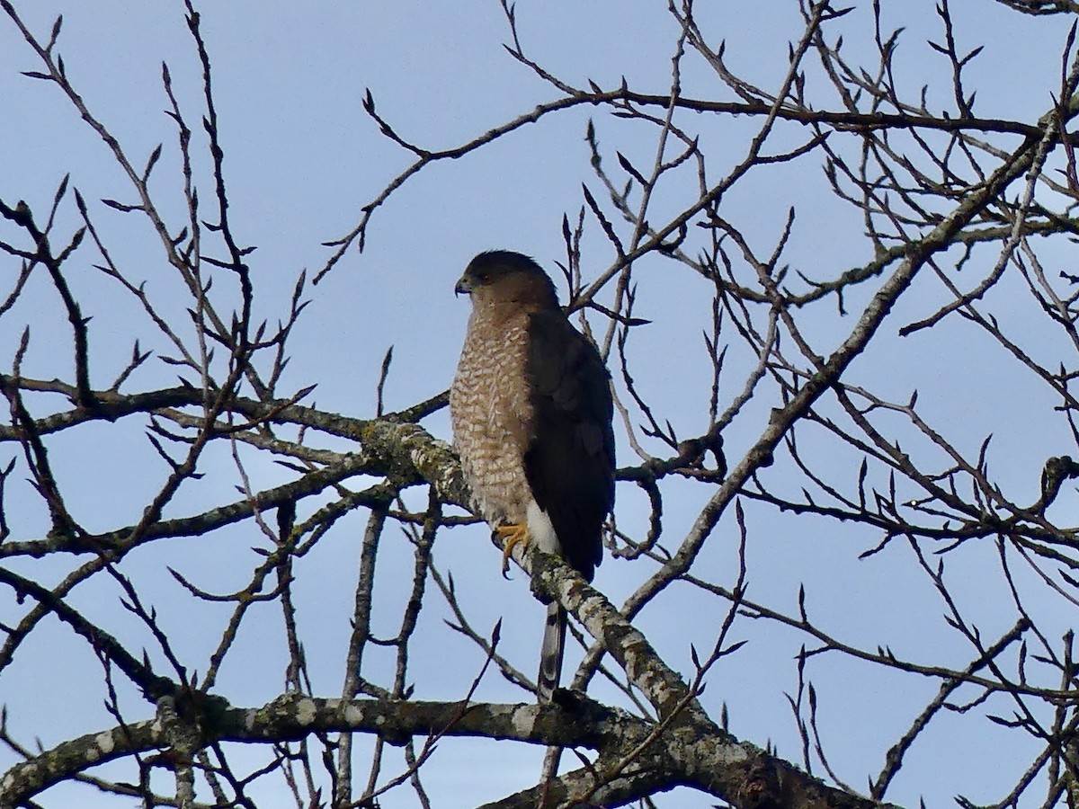 Cooper's Hawk - ML287264821