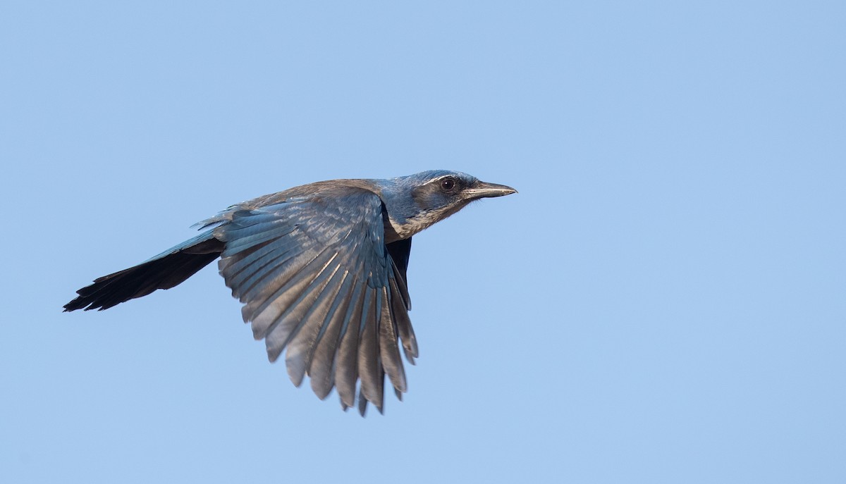 Island Scrub-Jay - ML287265091