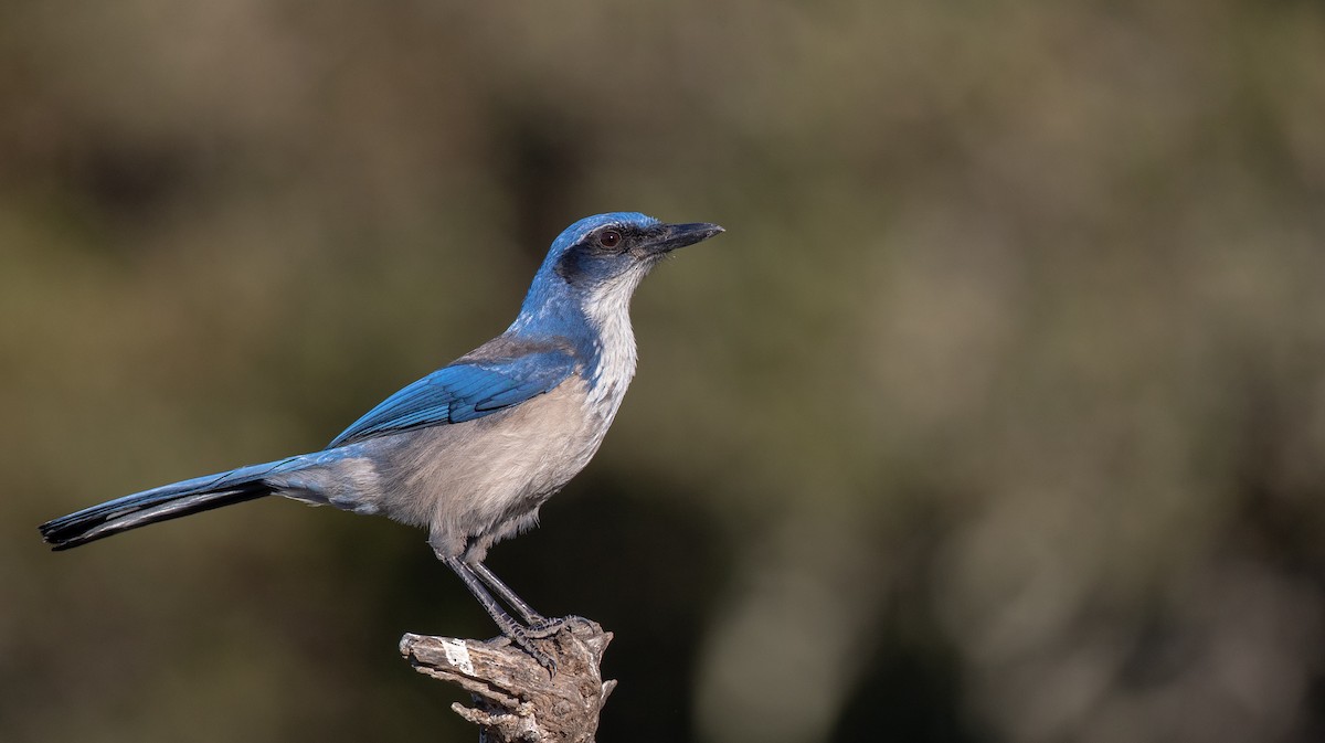 Island Scrub-Jay - Ian Davies