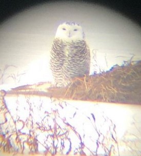 Snowy Owl - steve b