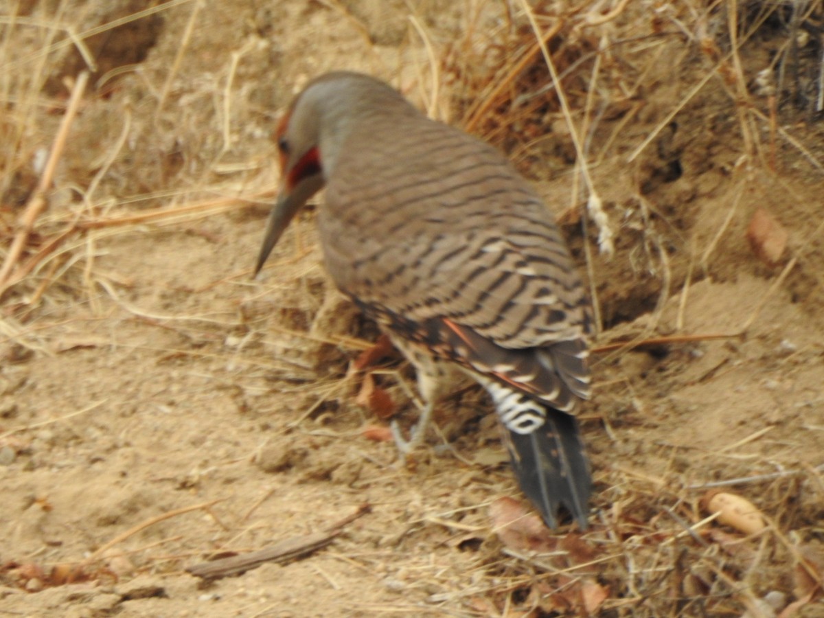 Carpintero Escapulario (grupo cafer) - ML287265361