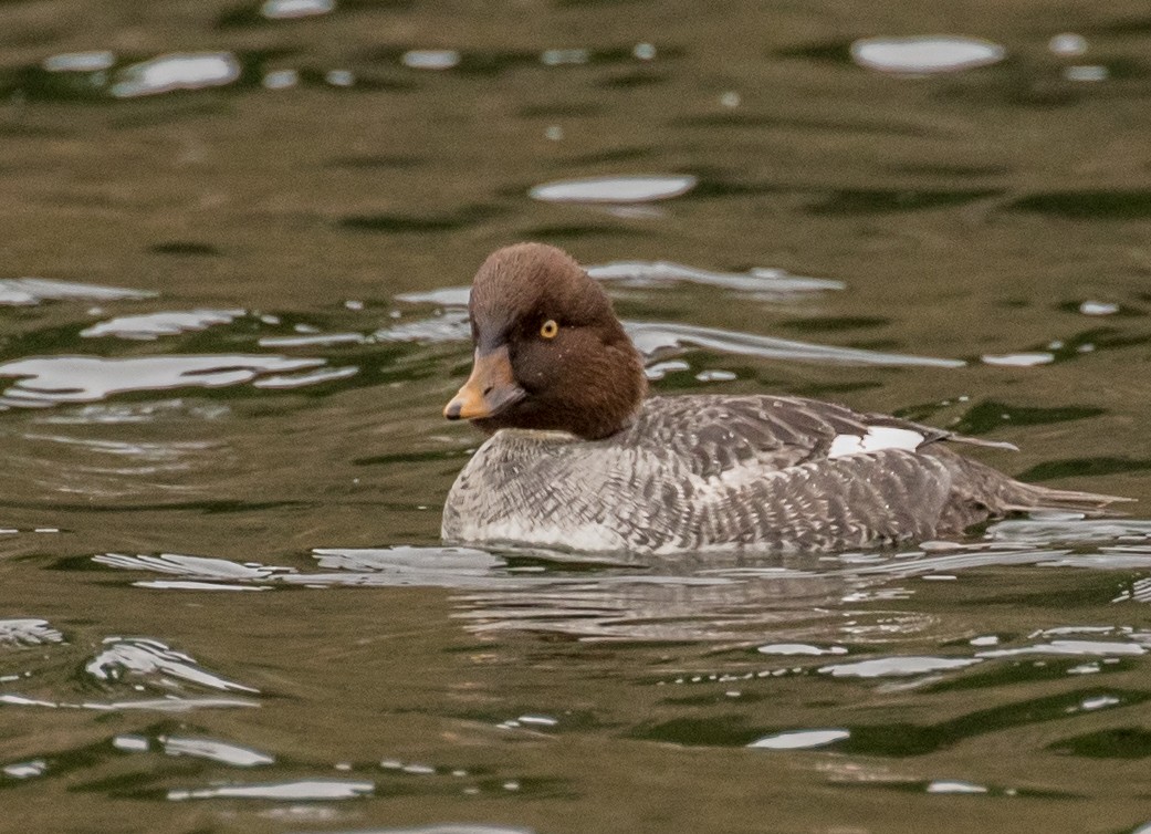 Common Goldeneye - ML287266231