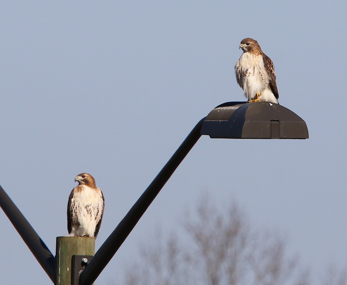 Red-tailed Hawk - ML287266281