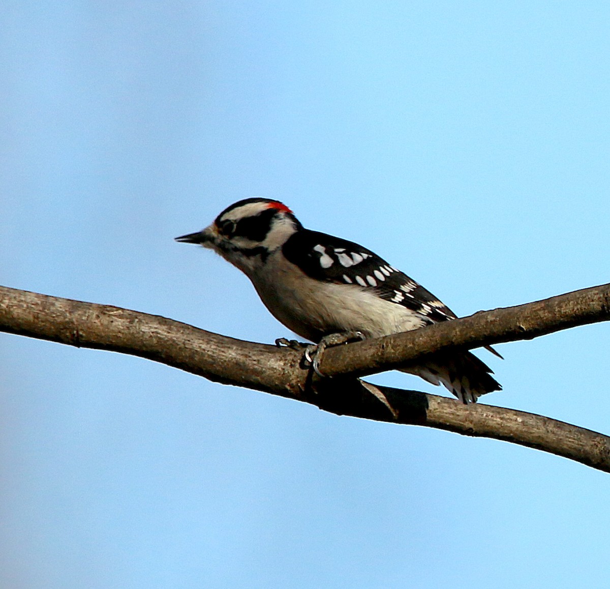 Downy Woodpecker - ML287266481