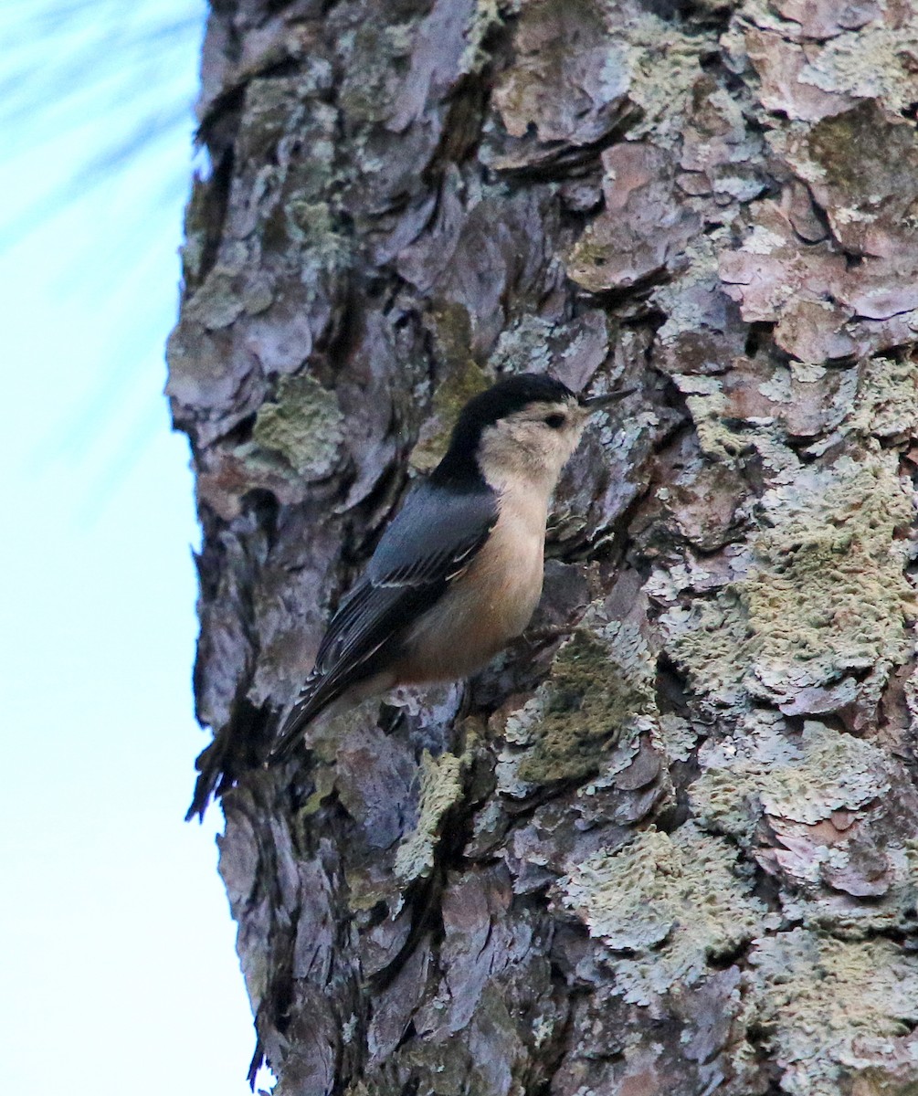 White-breasted Nuthatch - ML287266561
