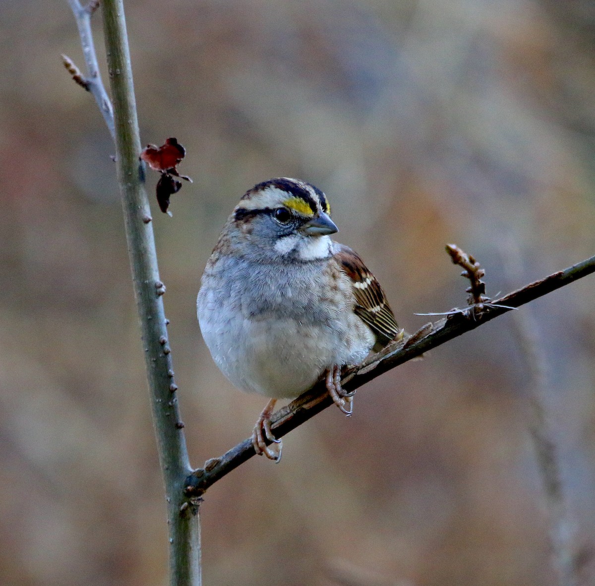 White-throated Sparrow - ML287266781