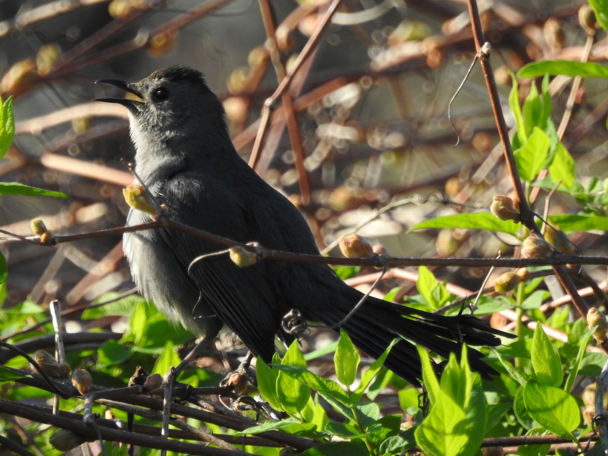 Gray Catbird - ML28726831