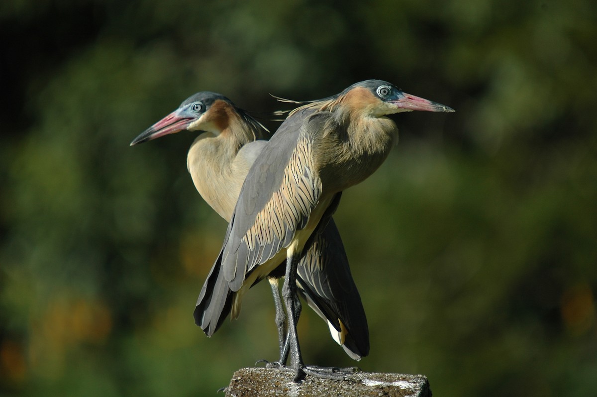 Whistling Heron - Juan Escudero