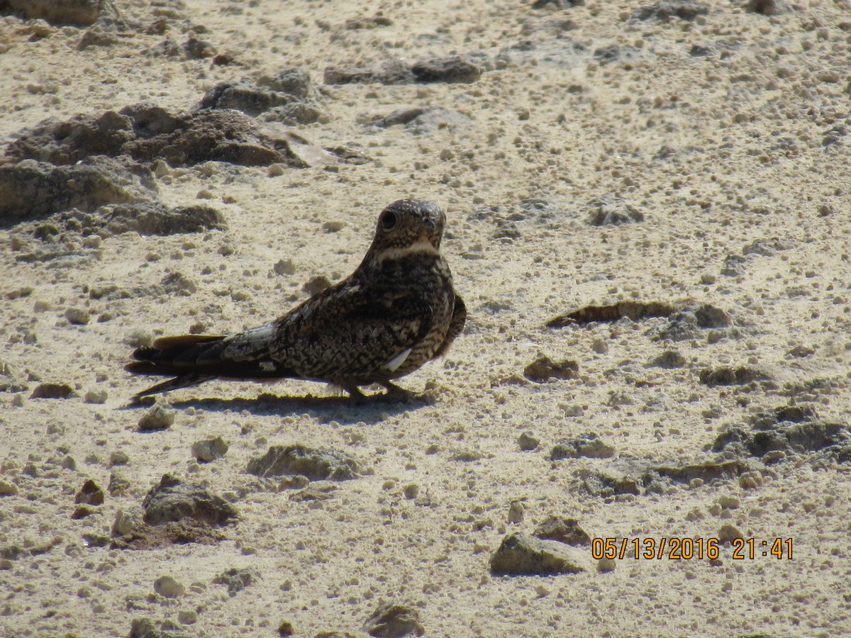 Antillean Nighthawk - Vivian F. Moultrie