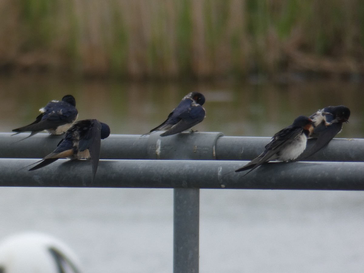 Barn Swallow - James Court