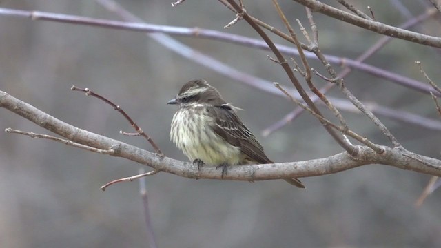 Variegated Flycatcher - ML287271151