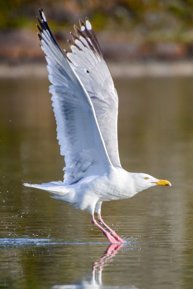 Gaviota Argéntea - ML287271541