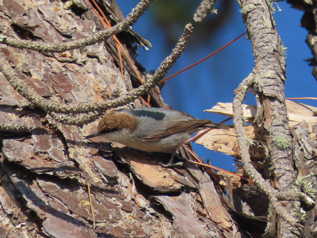 Brown-headed Nuthatch - ML287272311