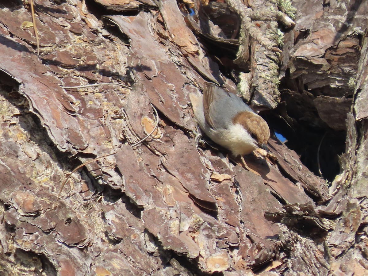 Brown-headed Nuthatch - ML287272551