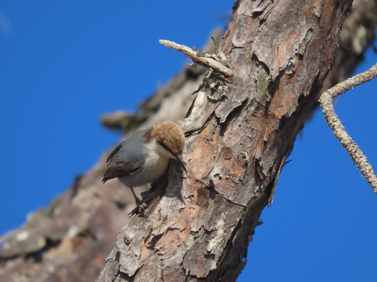 Brown-headed Nuthatch - ML287272581