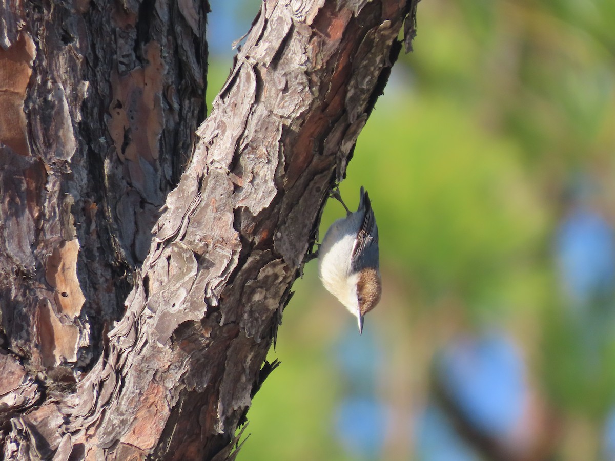 Brown-headed Nuthatch - ML287272641