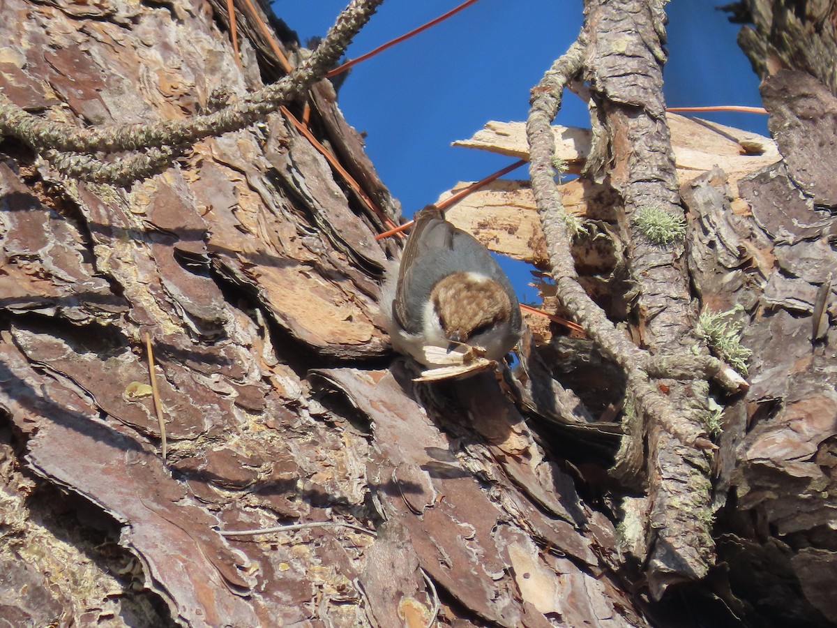 Brown-headed Nuthatch - ML287272661