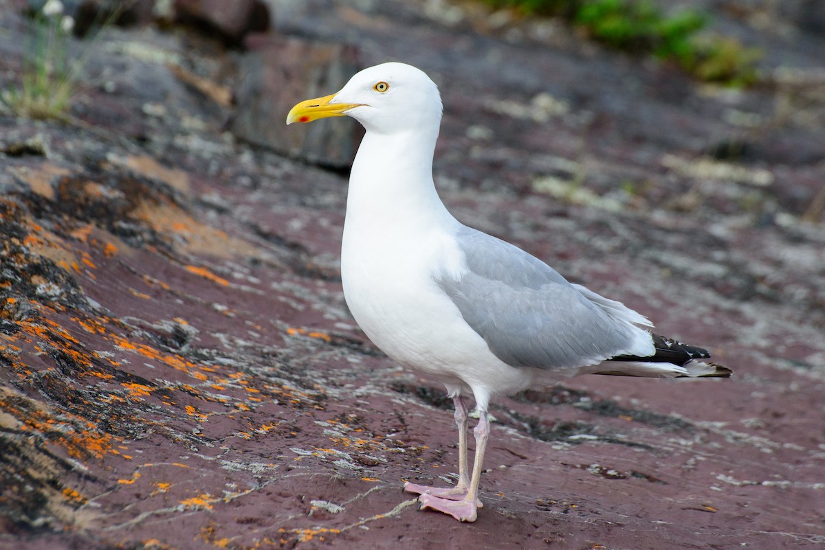 Herring Gull - ML287272681