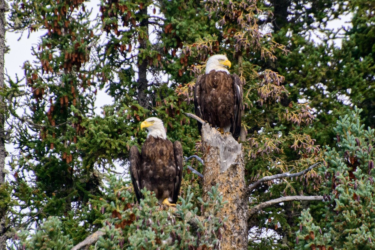 Bald Eagle - Vicki St Germaine