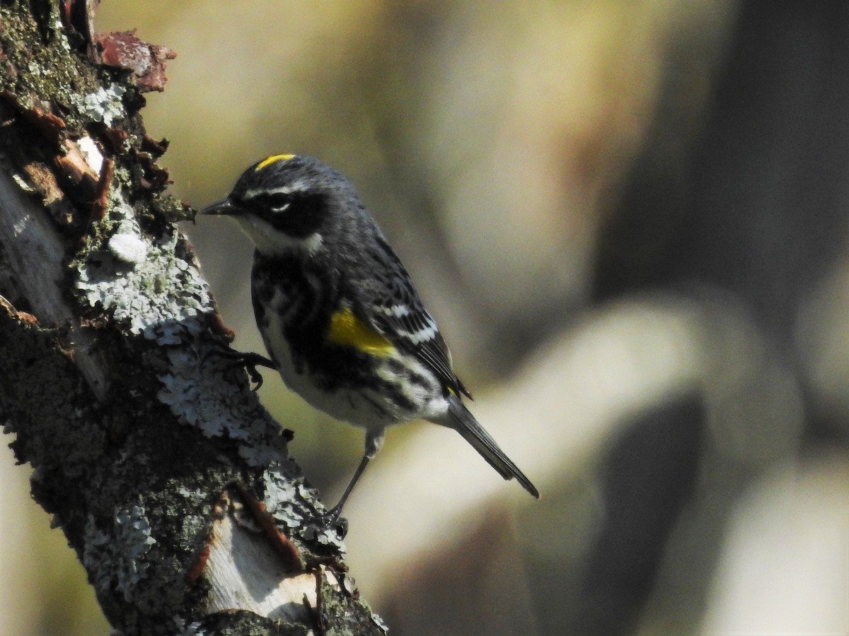 Yellow-rumped Warbler - ML28727441