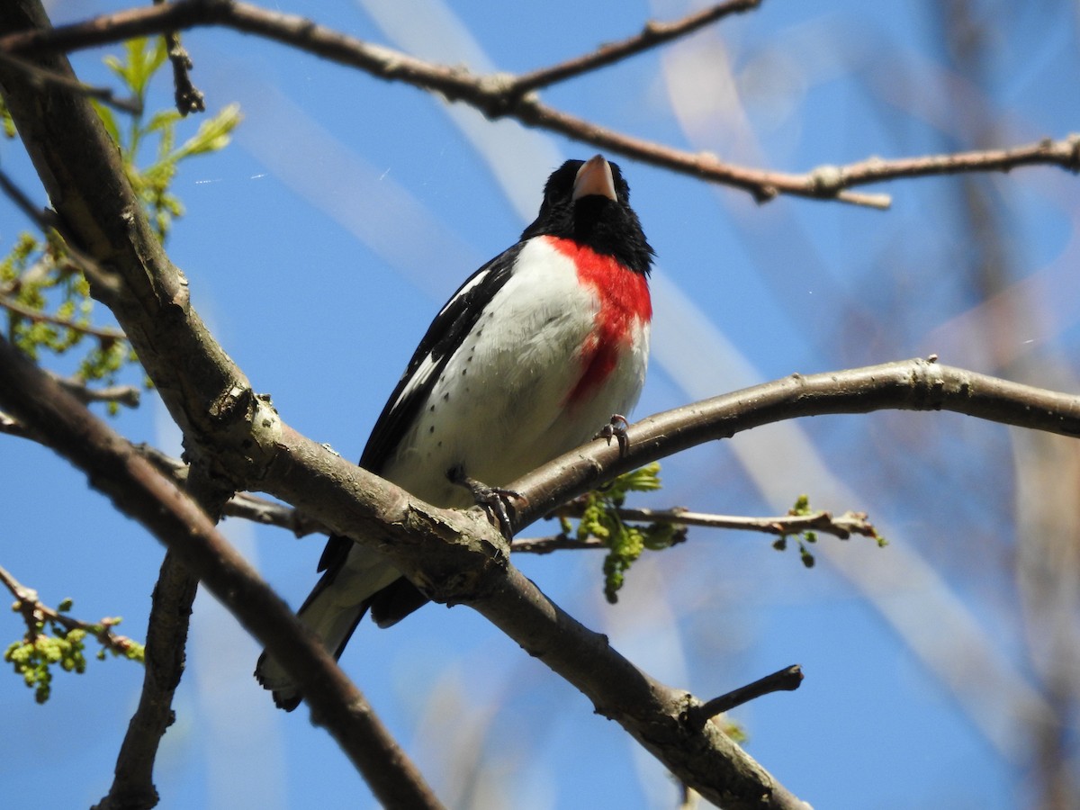 Rose-breasted Grosbeak - ML28727561