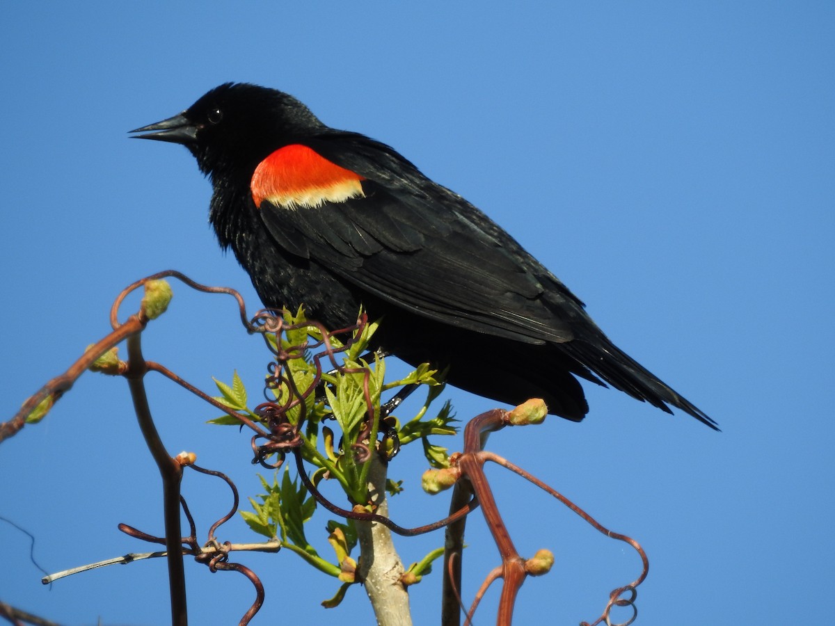 Red-winged Blackbird - Jean W. Côté