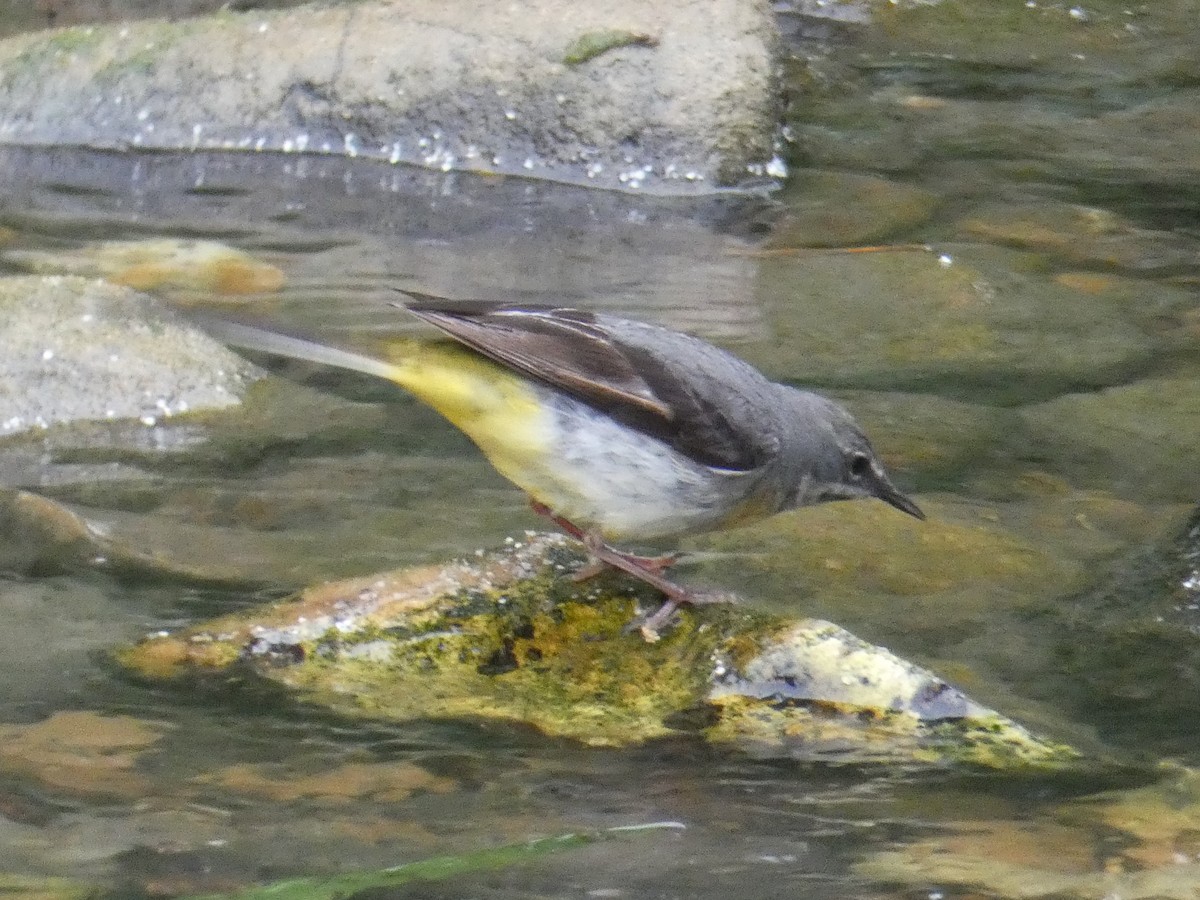 Gray Wagtail - James Court