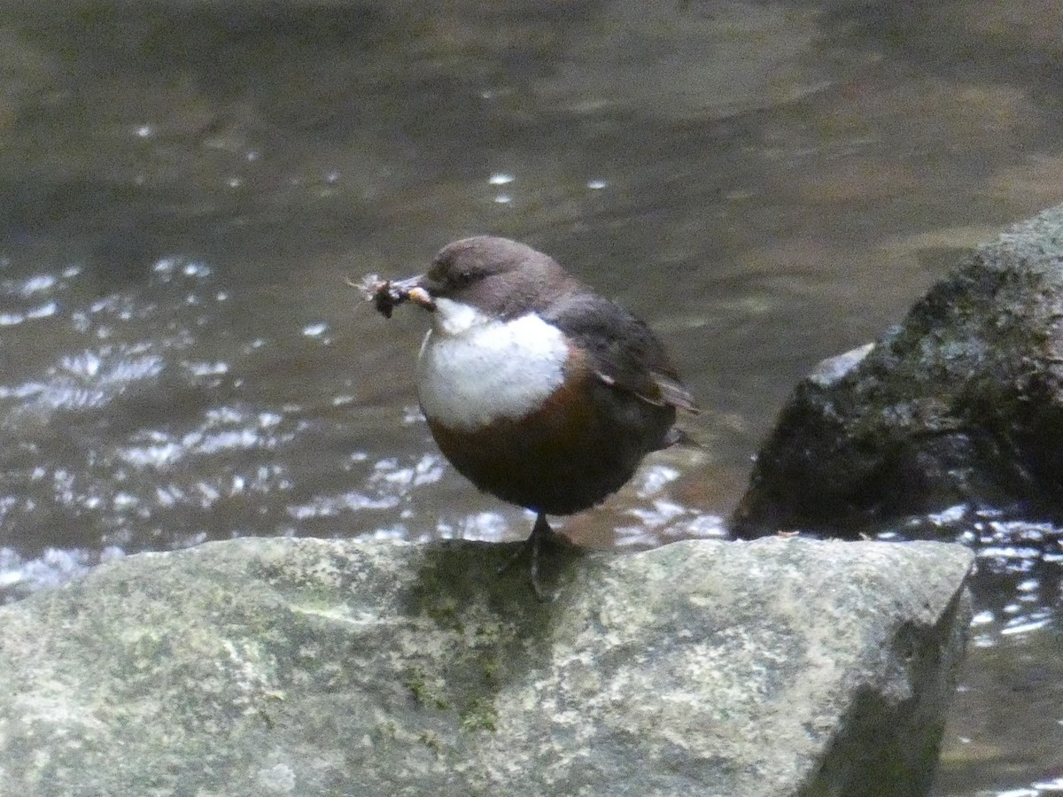 White-throated Dipper - ML287276701