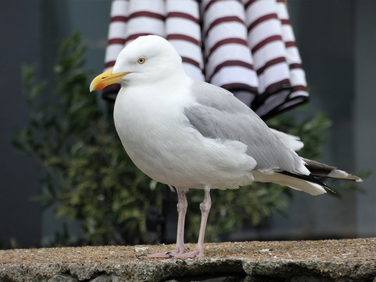 Gaviota Argéntea - ML287276731