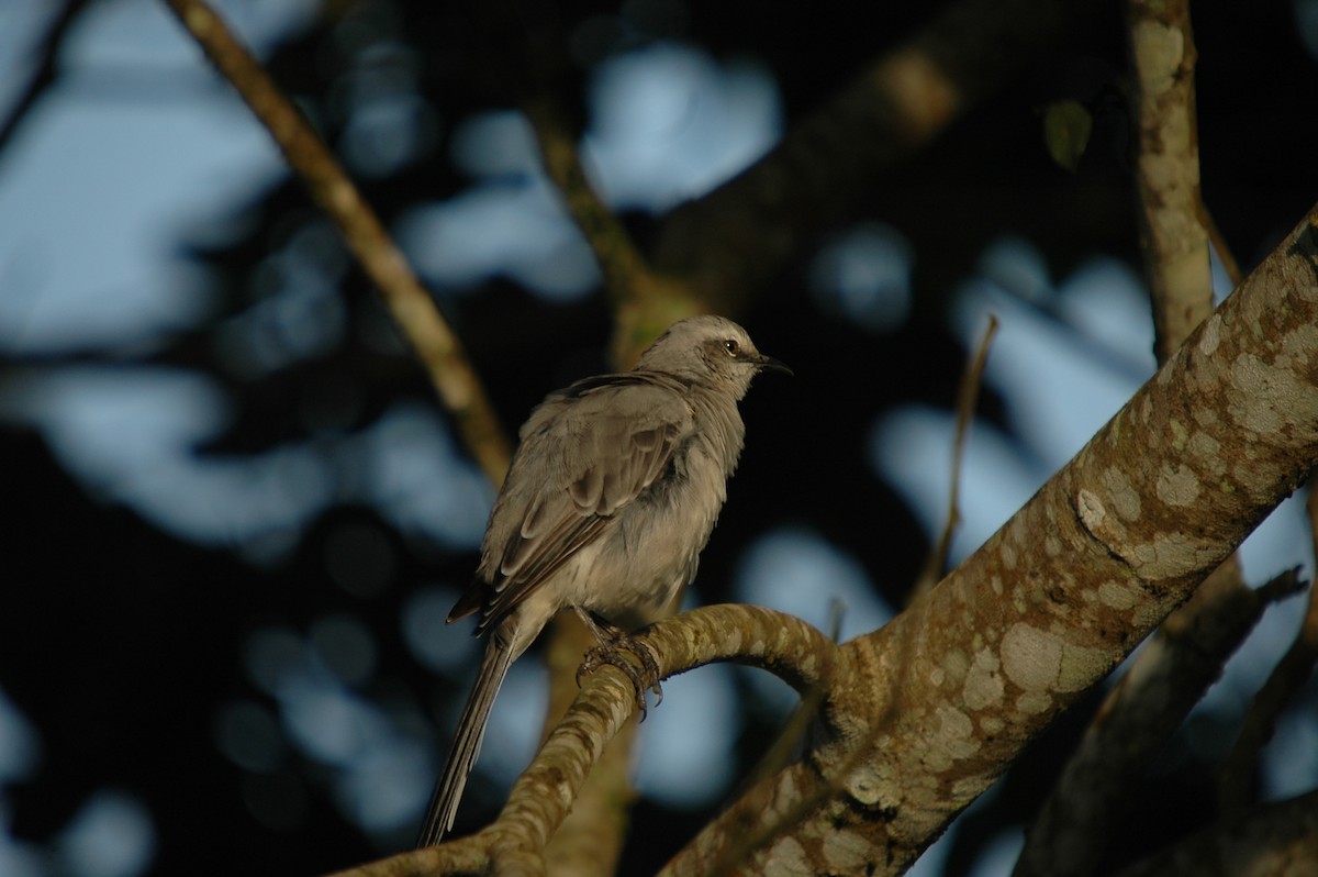 Tropical Mockingbird - ML287277131