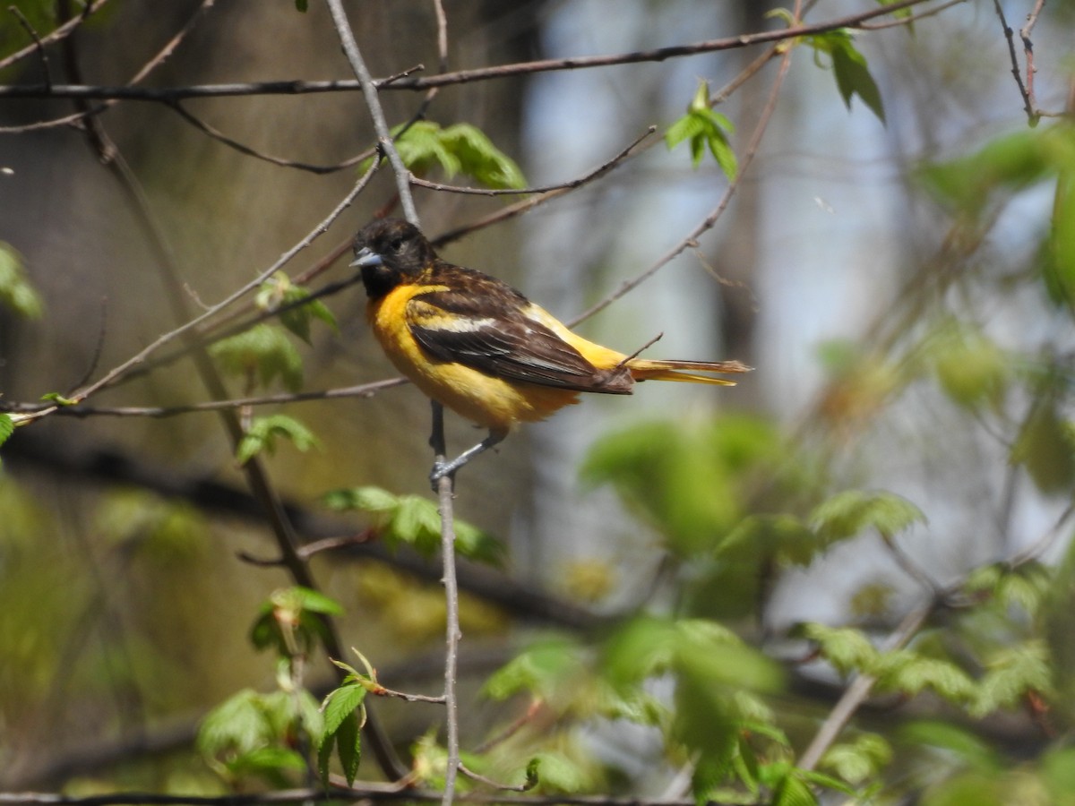 Baltimore Oriole - ML28727731