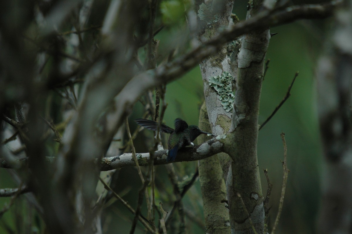 Copper-rumped Hummingbird - ML287280271